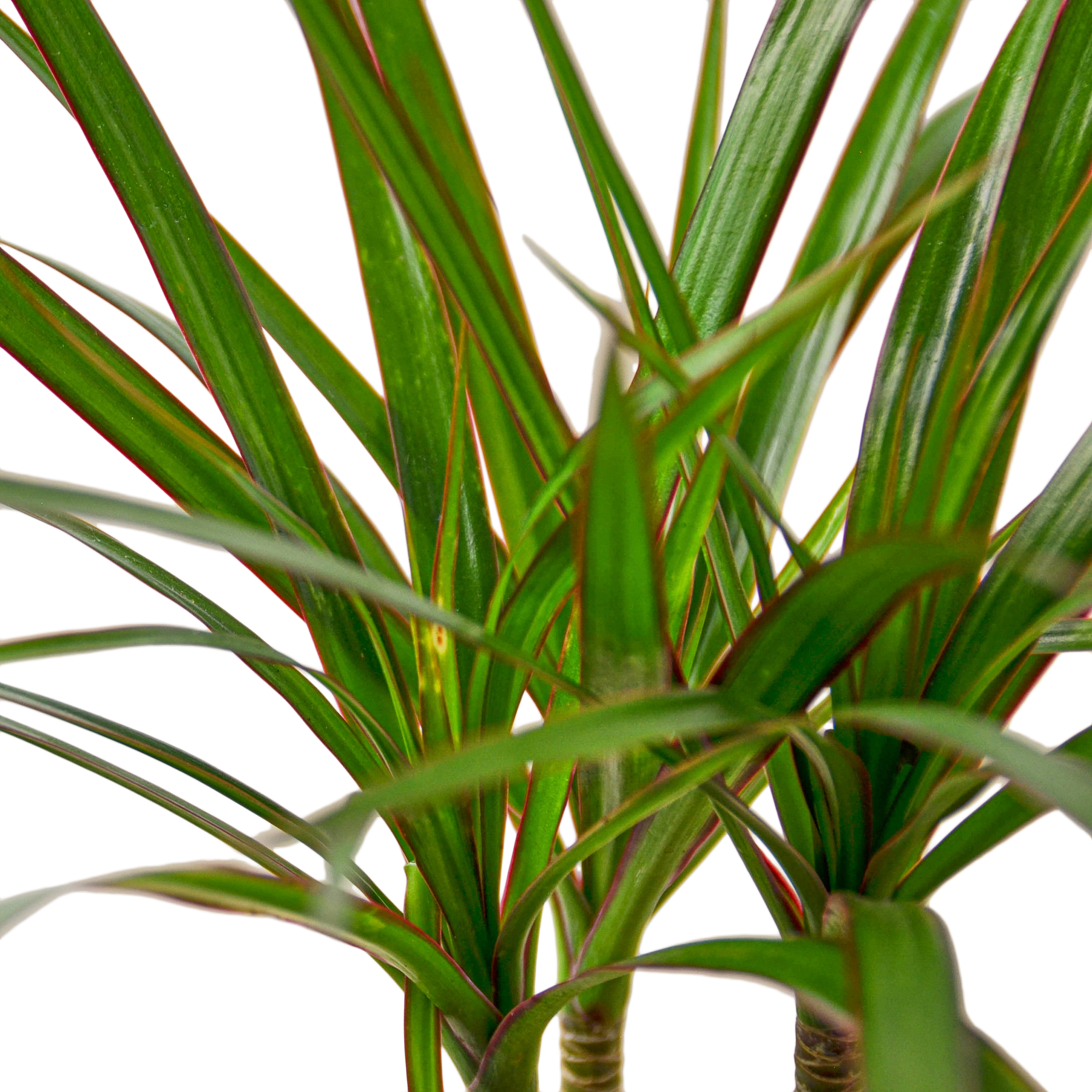 Dracaena ‘Marginata Cane’