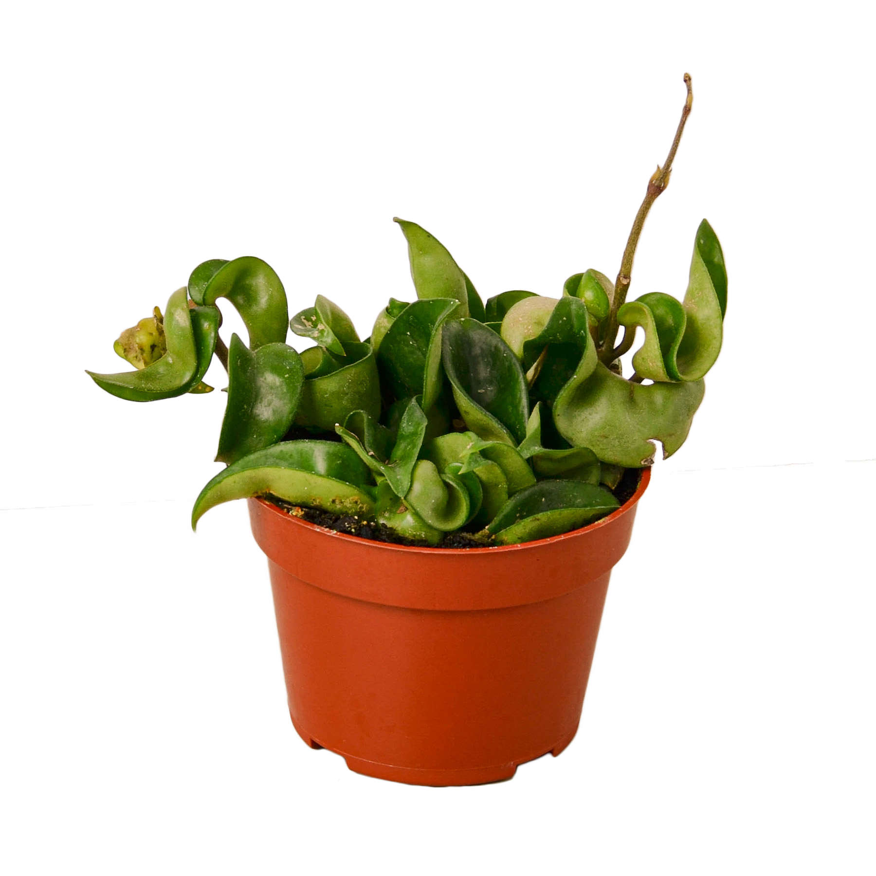 Hoya 'Rope'