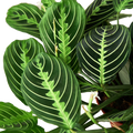 Maranta 'Lemon Lime'