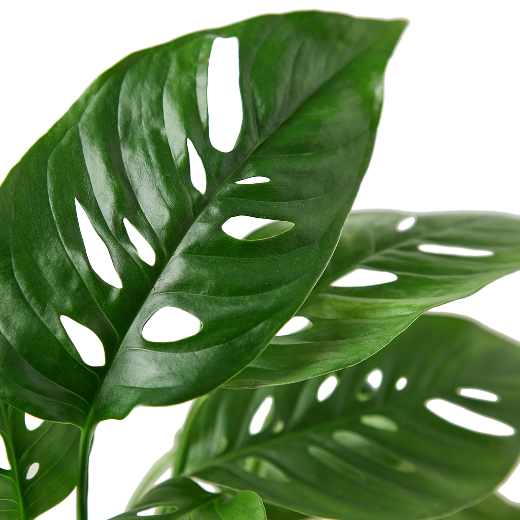 Monstera 'Swiss Cheese Vine'