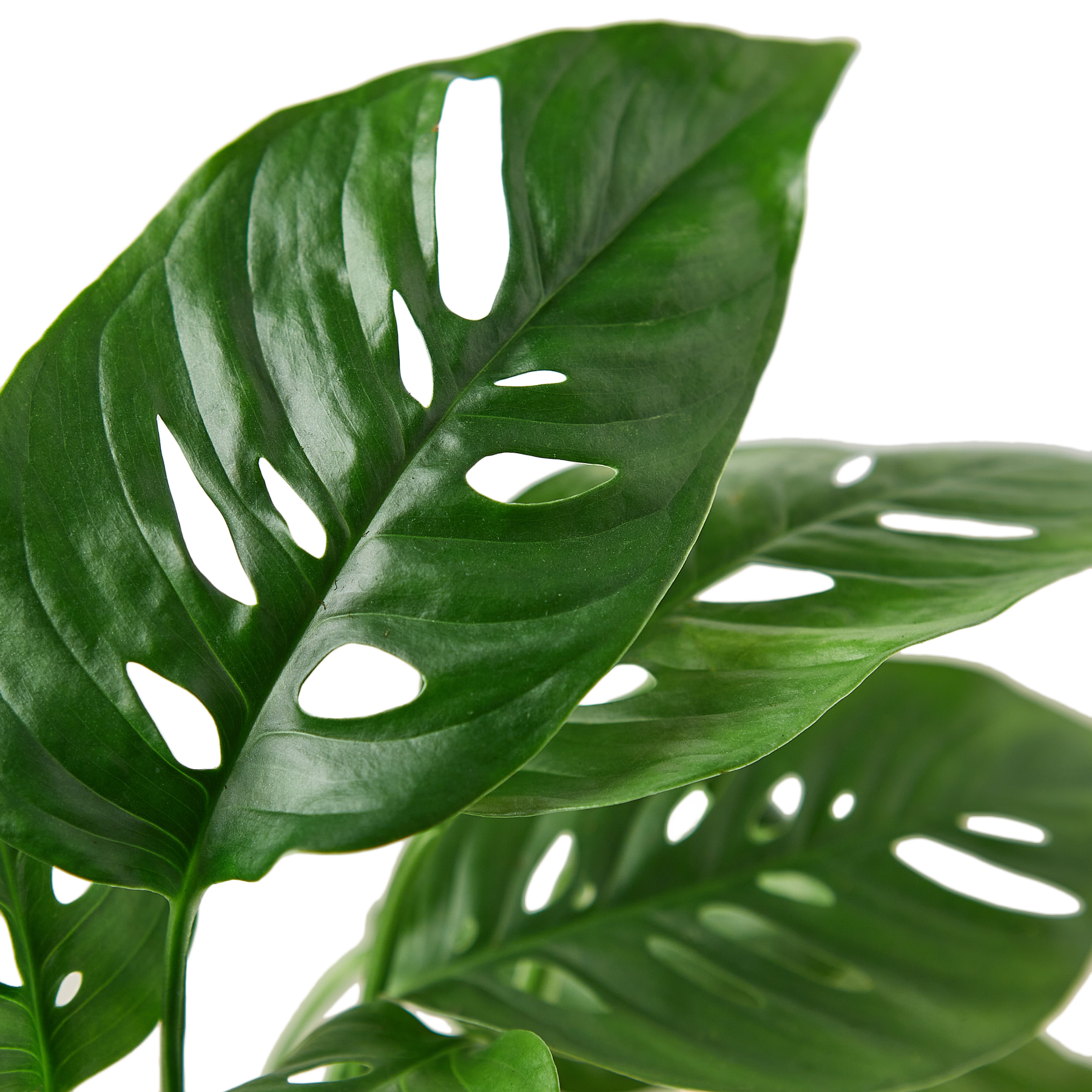 Monstera 'Swiss Cheese Vine'