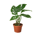 Monstera 'Swiss Cheese Vine'