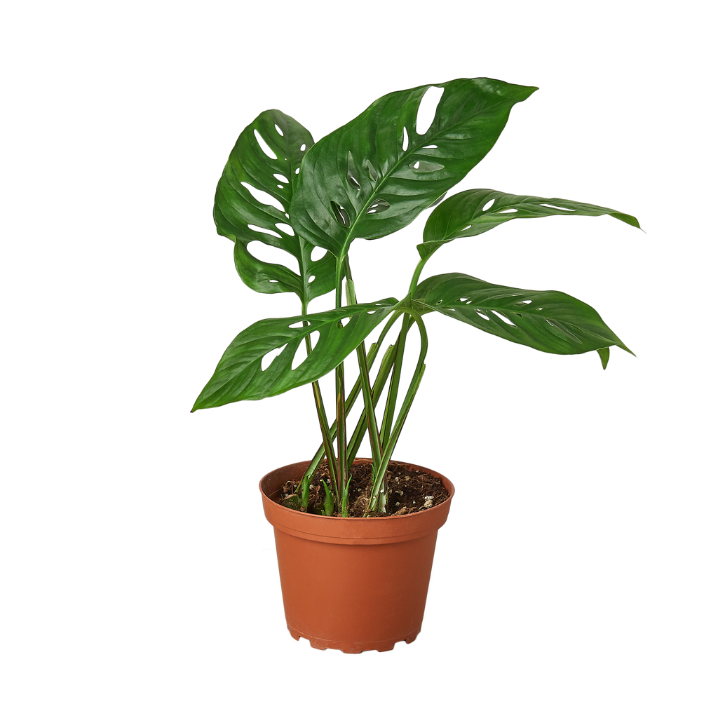 Monstera 'Swiss Cheese Vine'