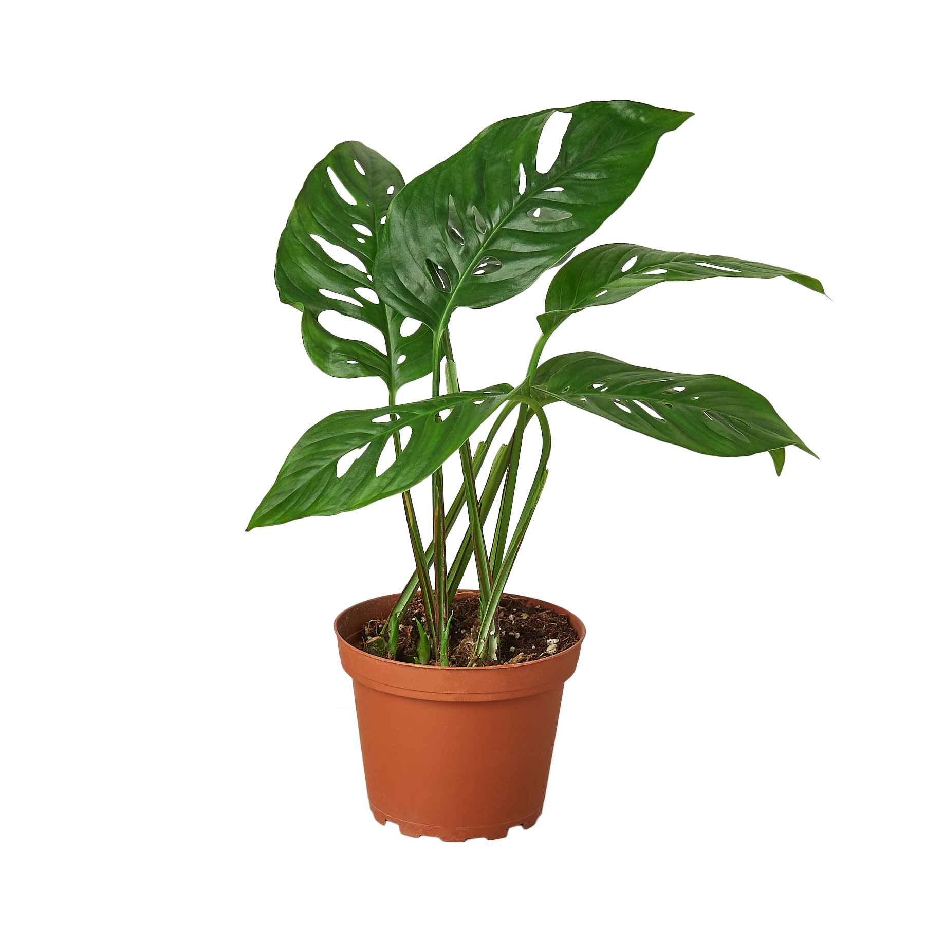 Monstera 'Swiss Cheese Vine'
