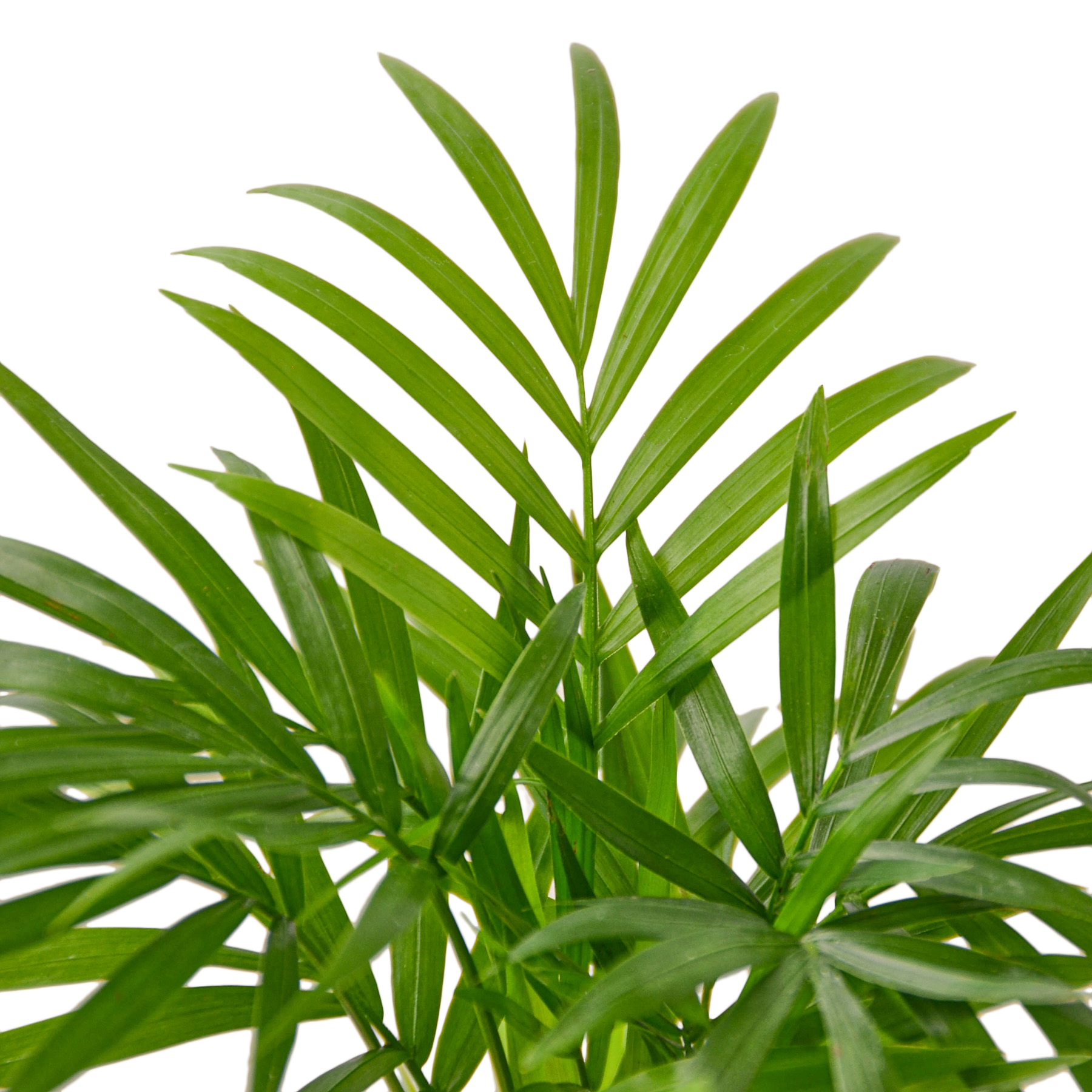 Parlor Palm