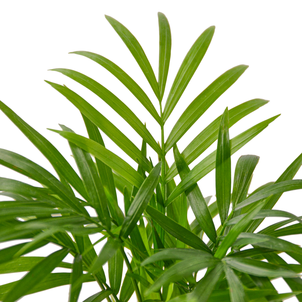 Parlor Palm