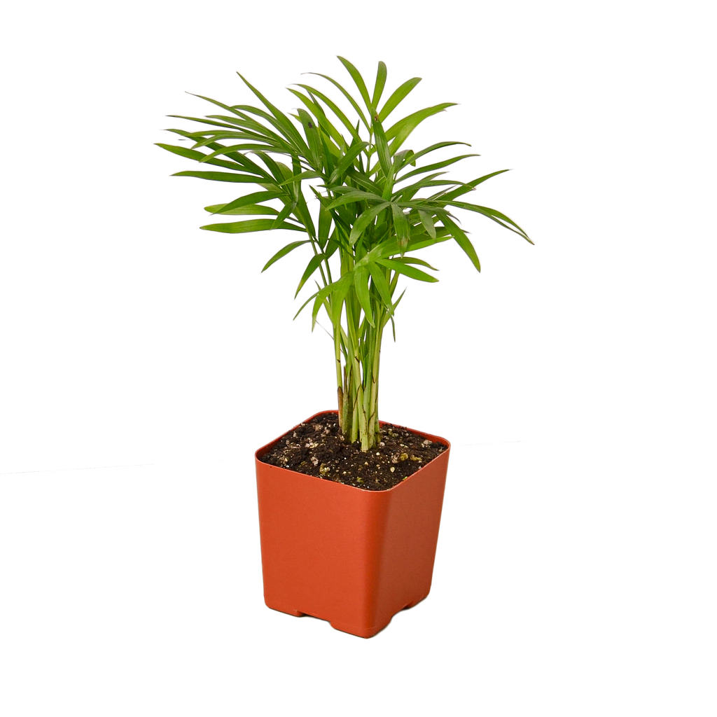 Parlor Palm
