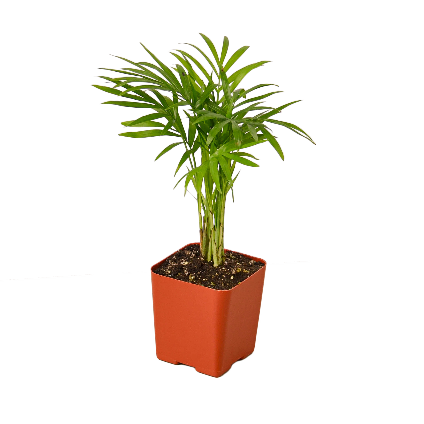Parlor Palm