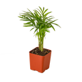Parlor Palm