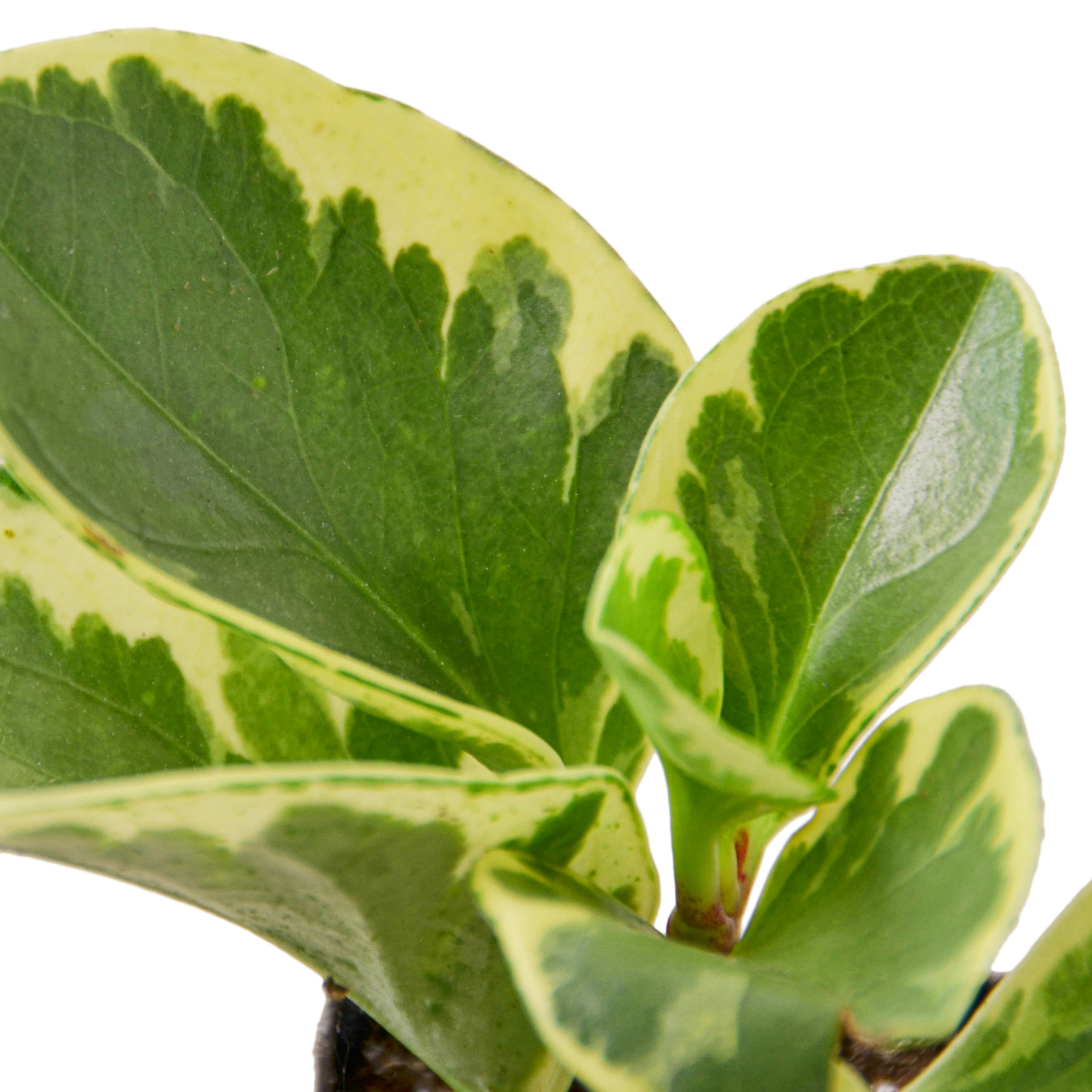 Peperomia 'Marble'