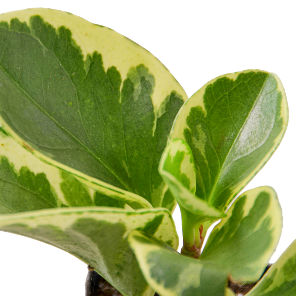 Peperomia 'Marble'