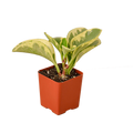 Peperomia 'Marble'