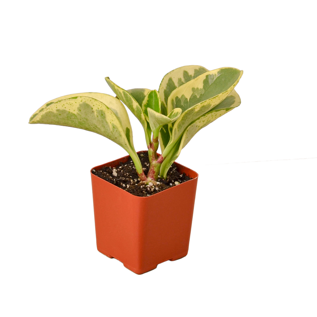 Peperomia 'Marble'
