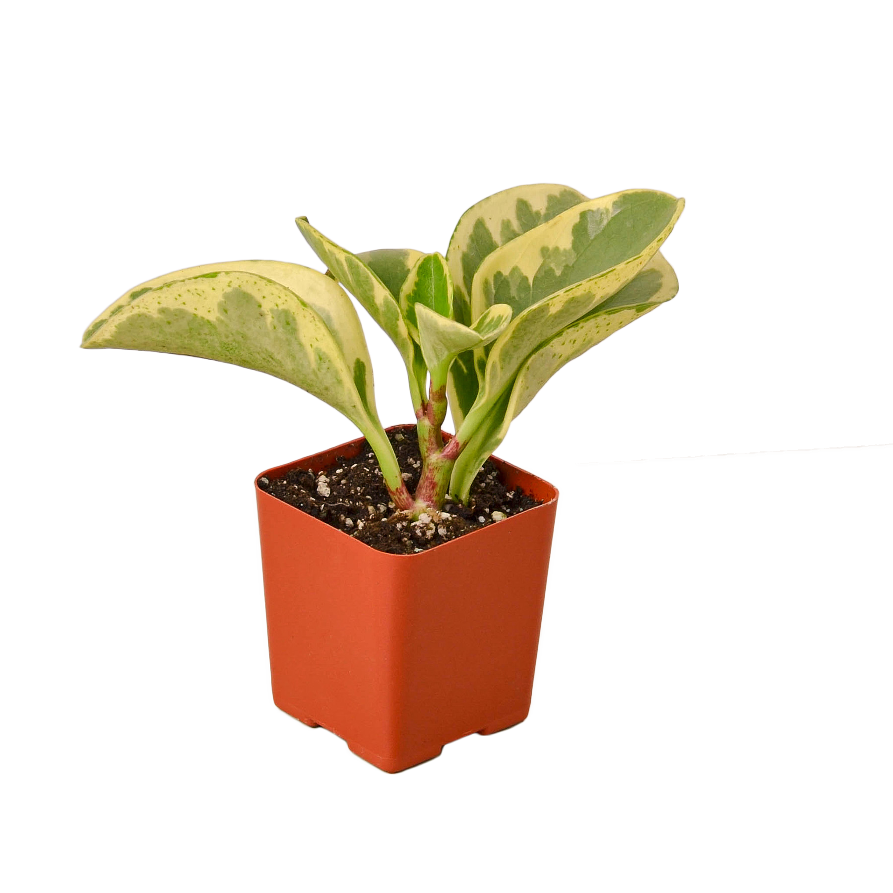 Peperomia 'Marble'