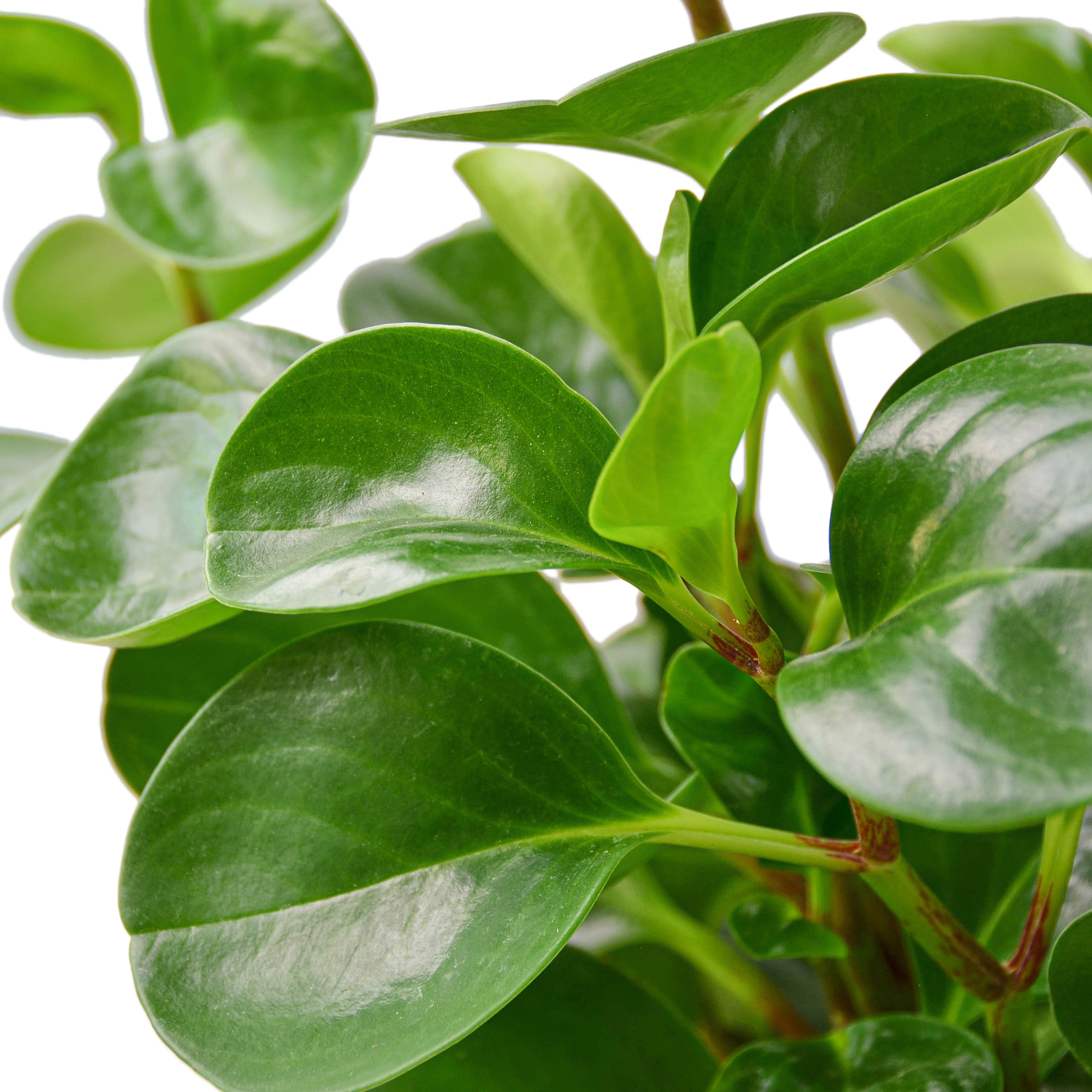 Peperomia 'Thailand'