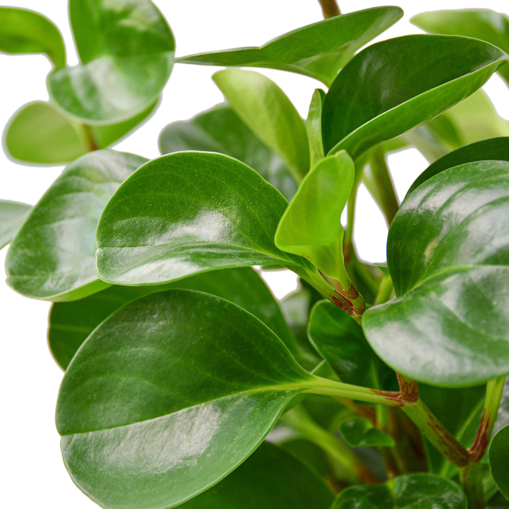 Peperomia 'Thailand'