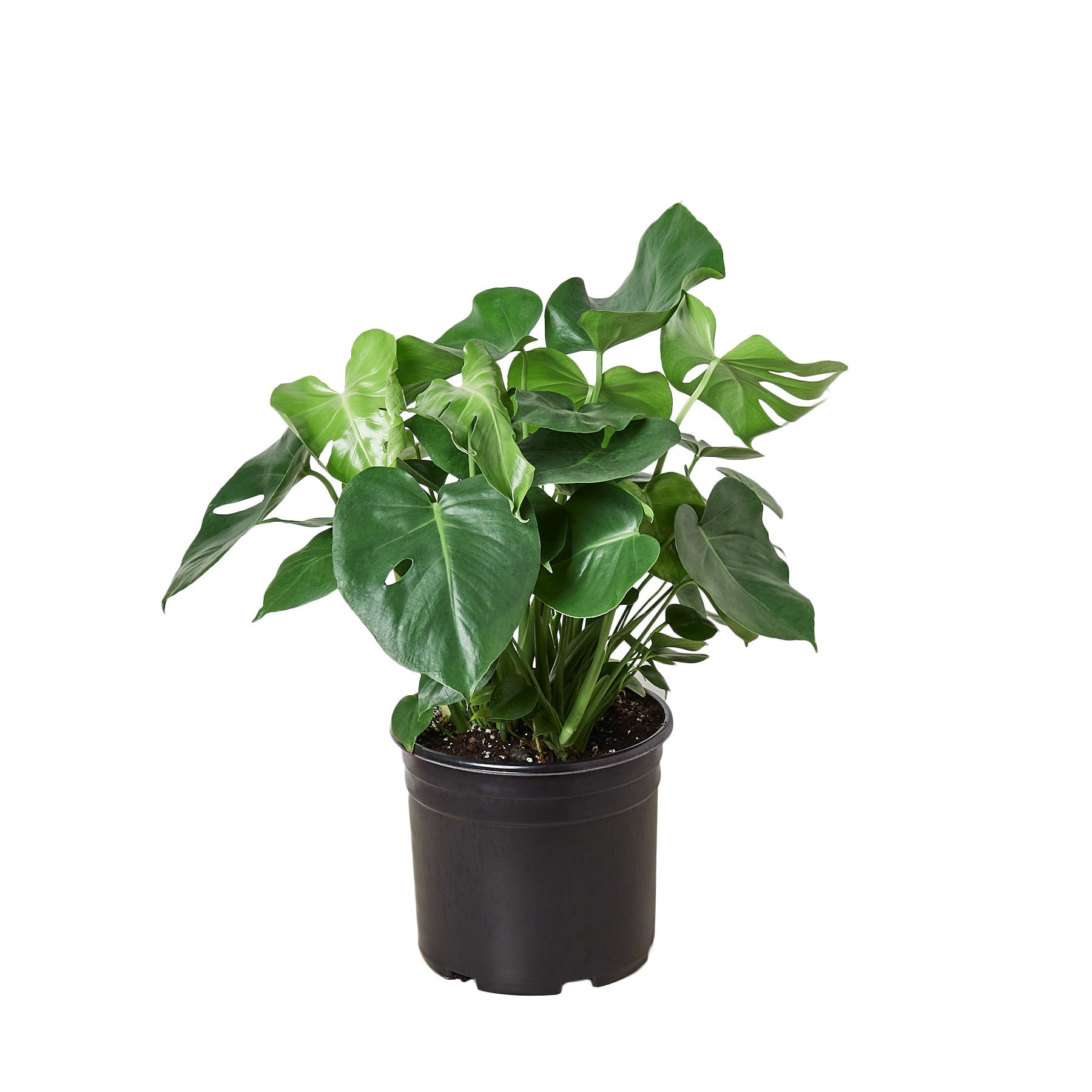 Monstera Deliciosa