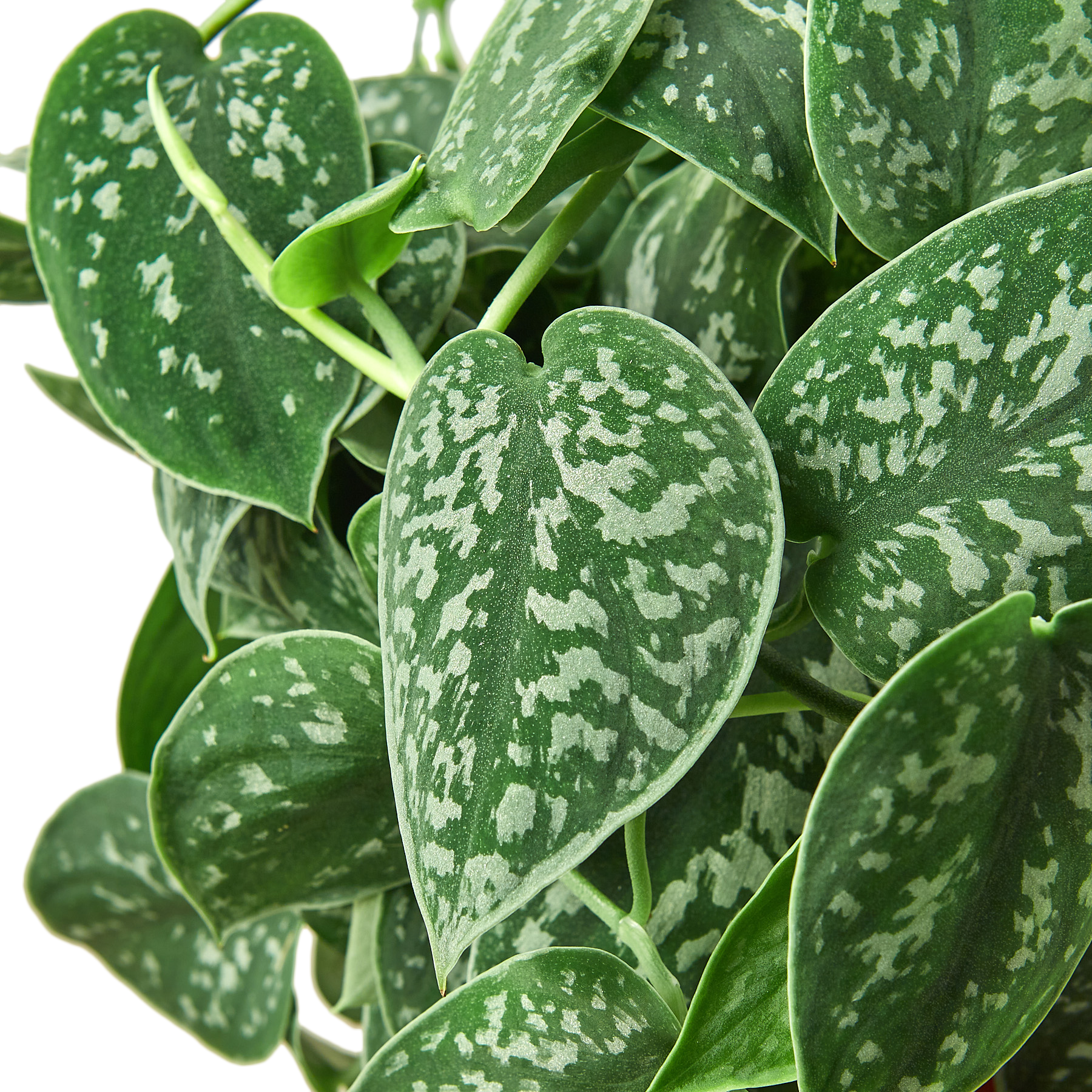 Pothos 'Satin'