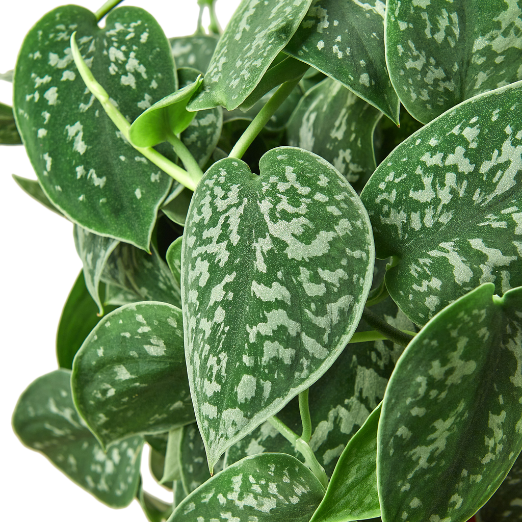 Pothos 'Satin'