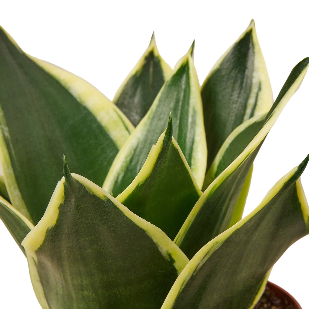 Snake Plant 'Black Gold'