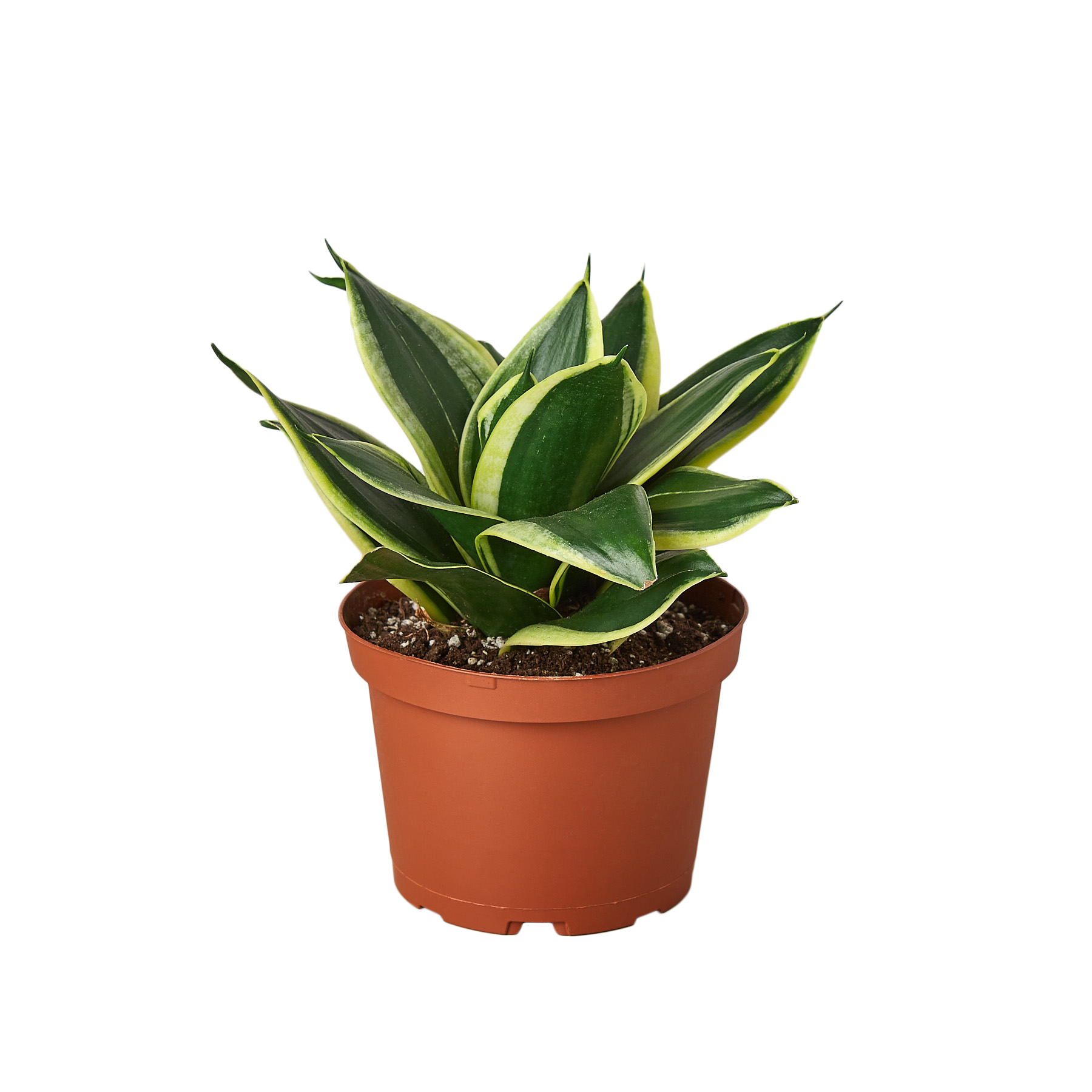 Snake Plant 'Black Gold'