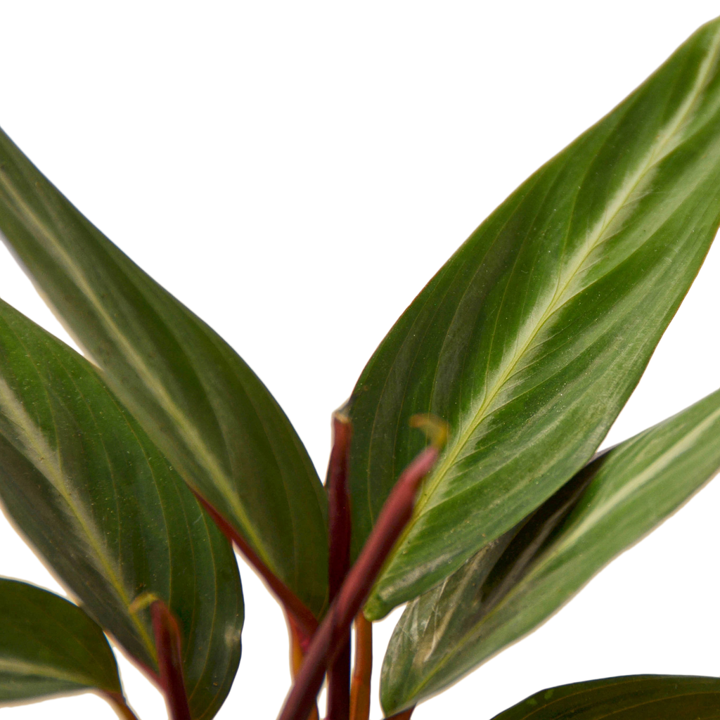 Stromanthe 'Sanguinea'