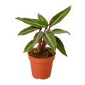 Stromanthe 'Sanguinea'