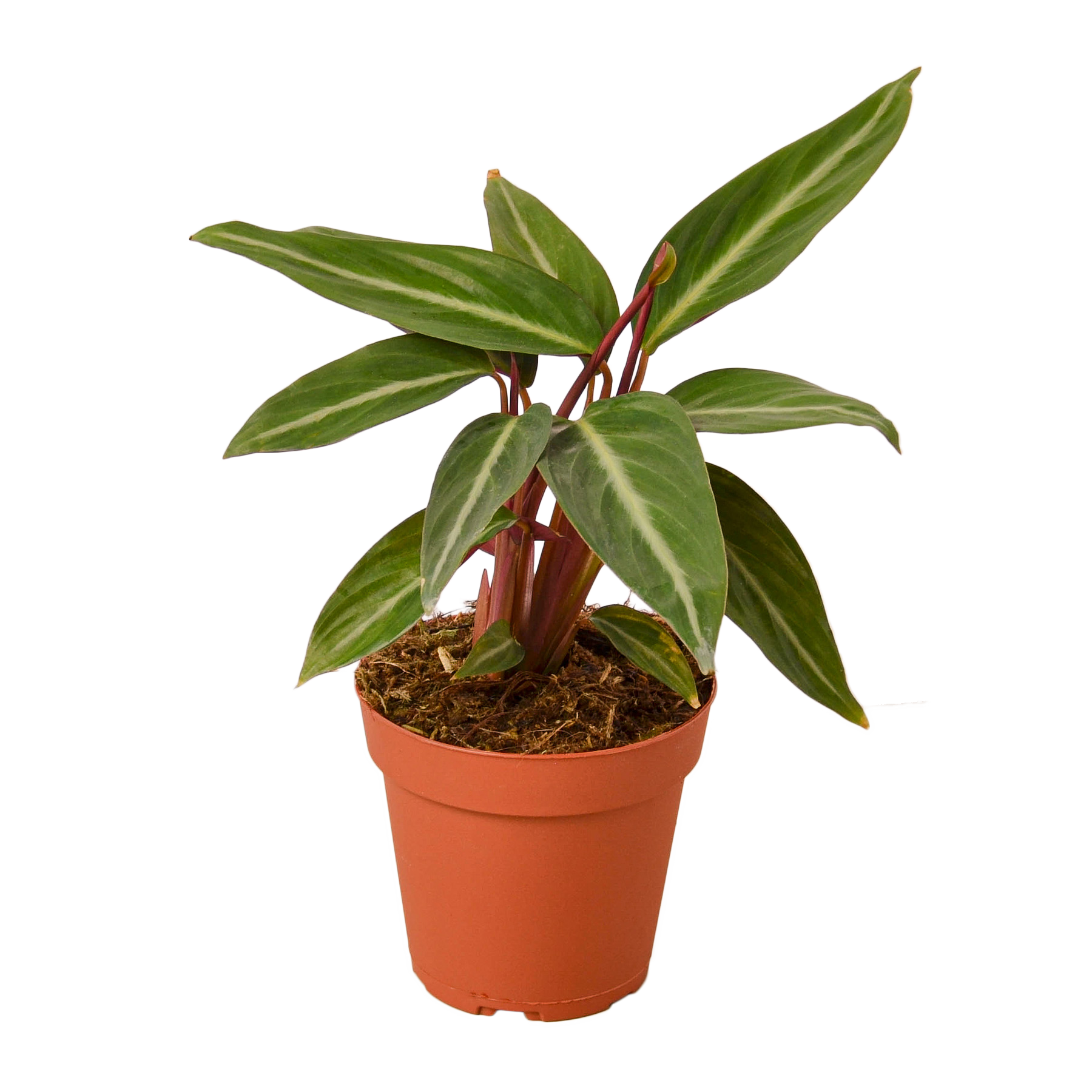 Stromanthe 'Sanguinea'