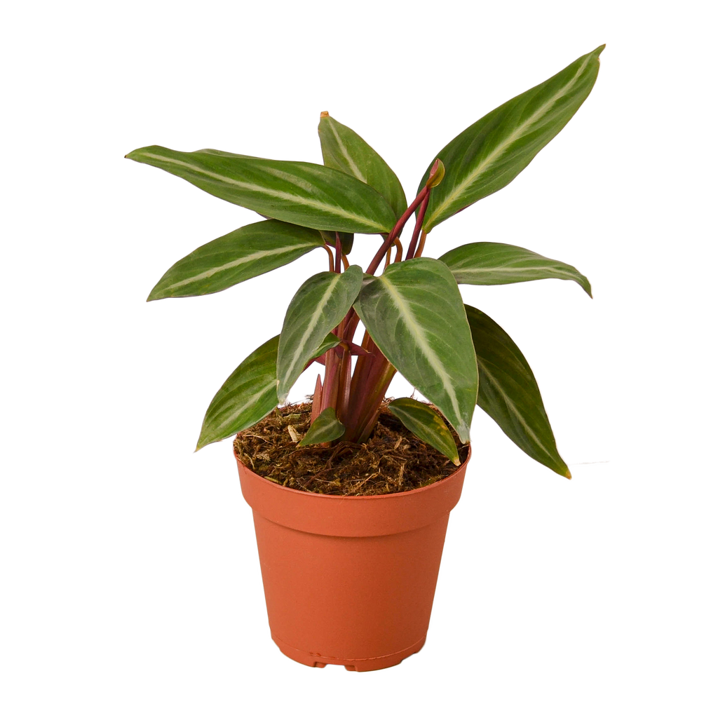 Stromanthe 'Sanguinea'