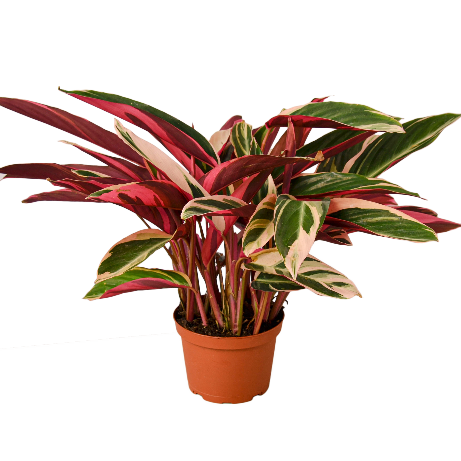 Stromanthe 'Triostar'