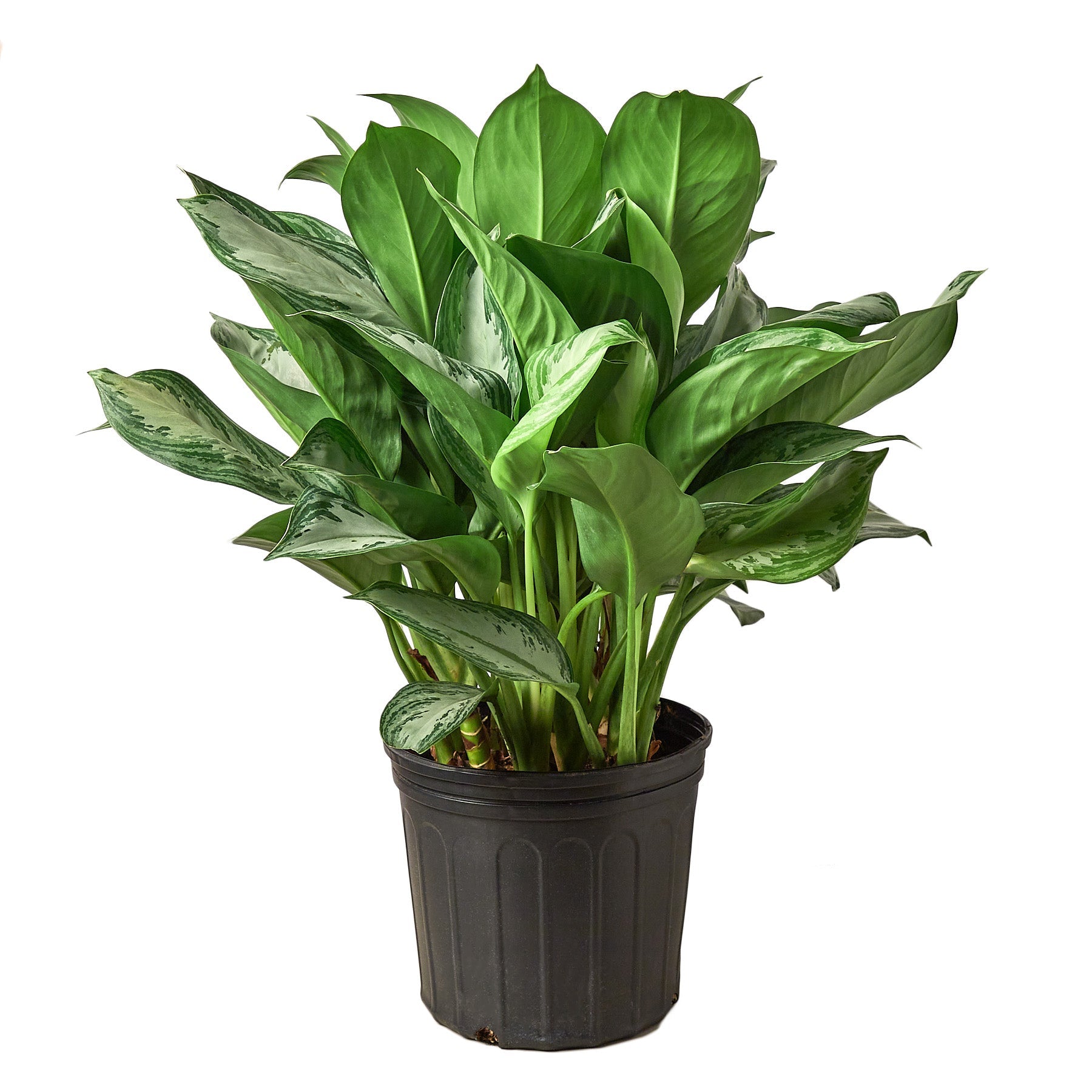 Chinese Evergreen 'Silver Bay'