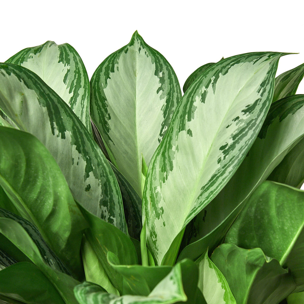 Chinese Evergreen 'Silver Bay'