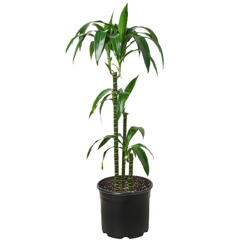 Dracaena 'Elegance'