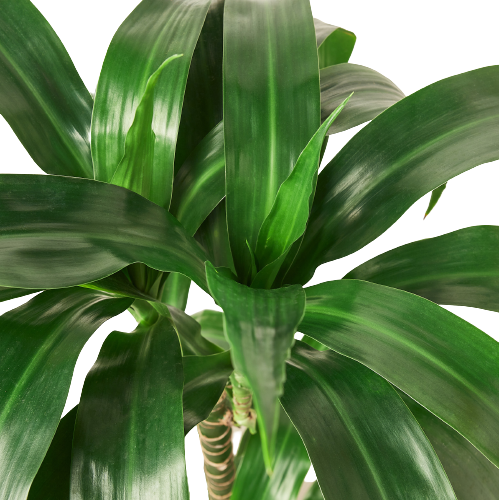 Dracaena 'Elegance'