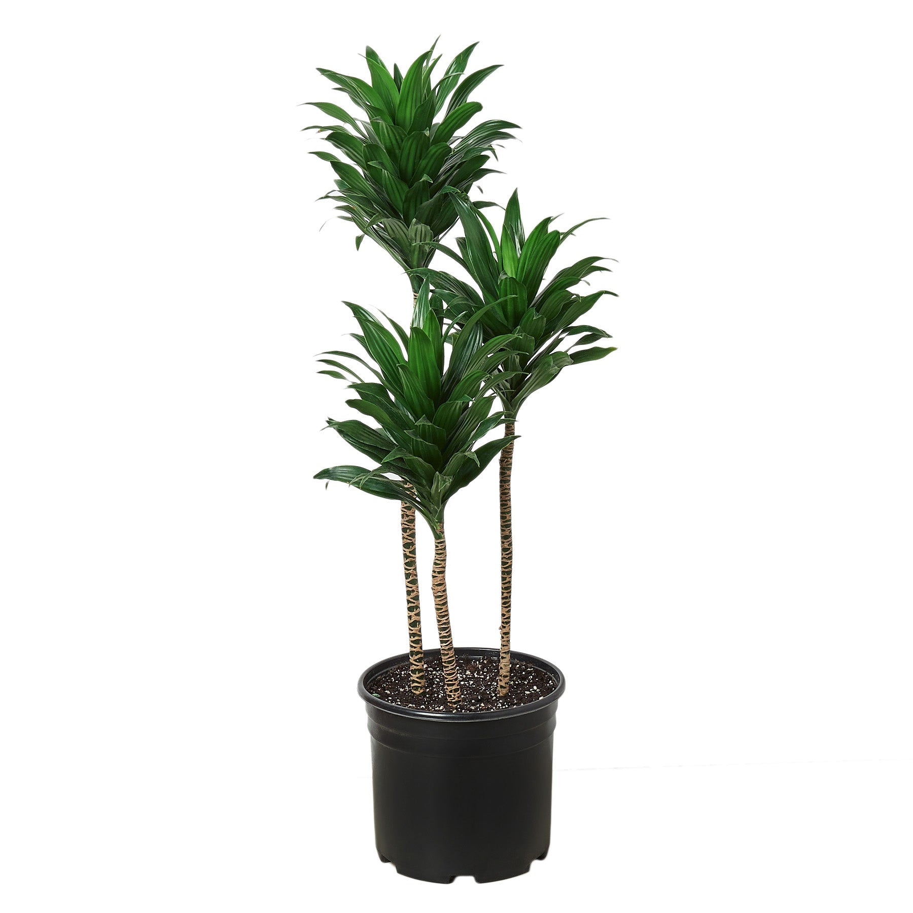 Dracaena 'Janet Craig'