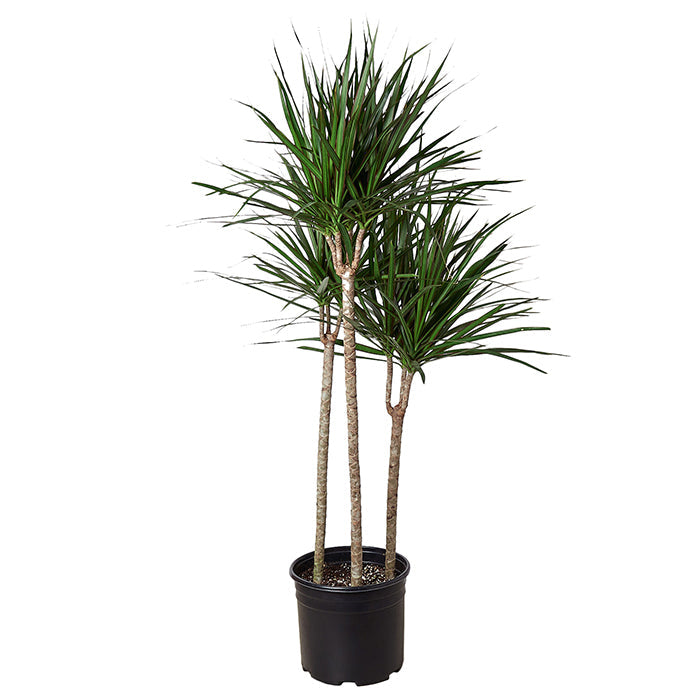 Dracaena ‘Marginata Cane’
