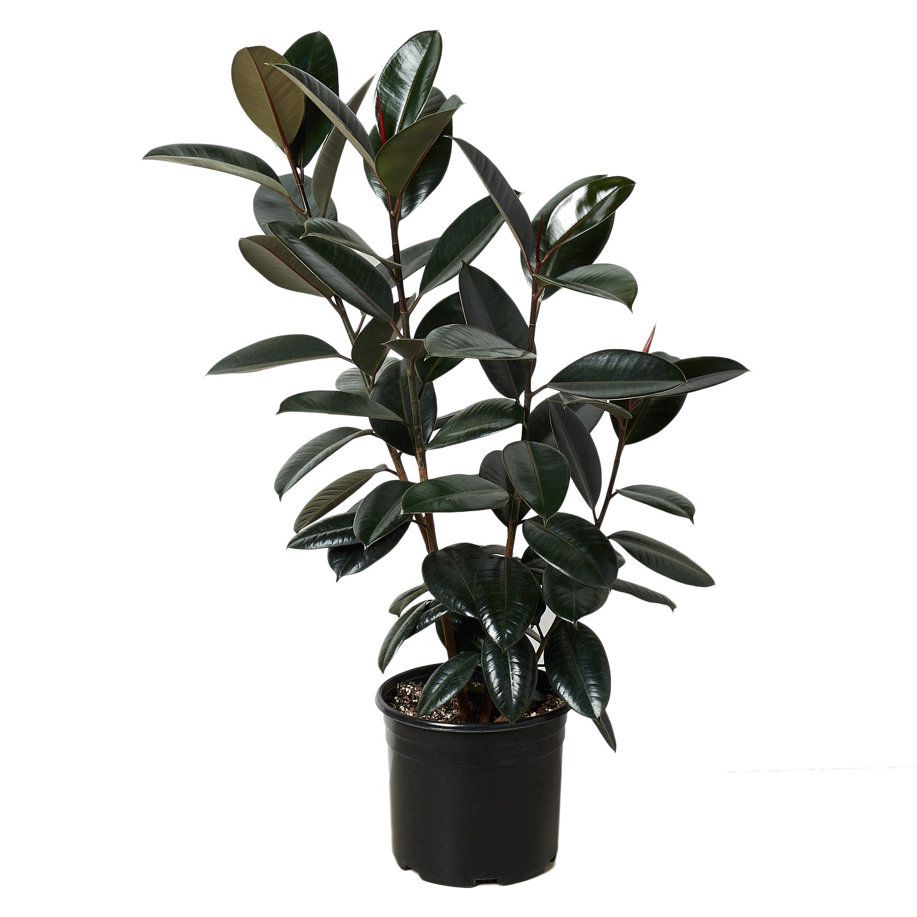 Ficus 'Burgundy'