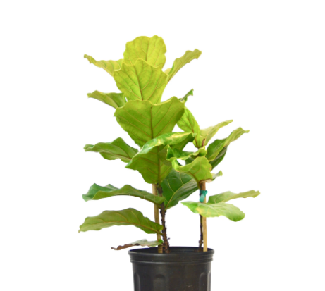 Ficus Lyrata
