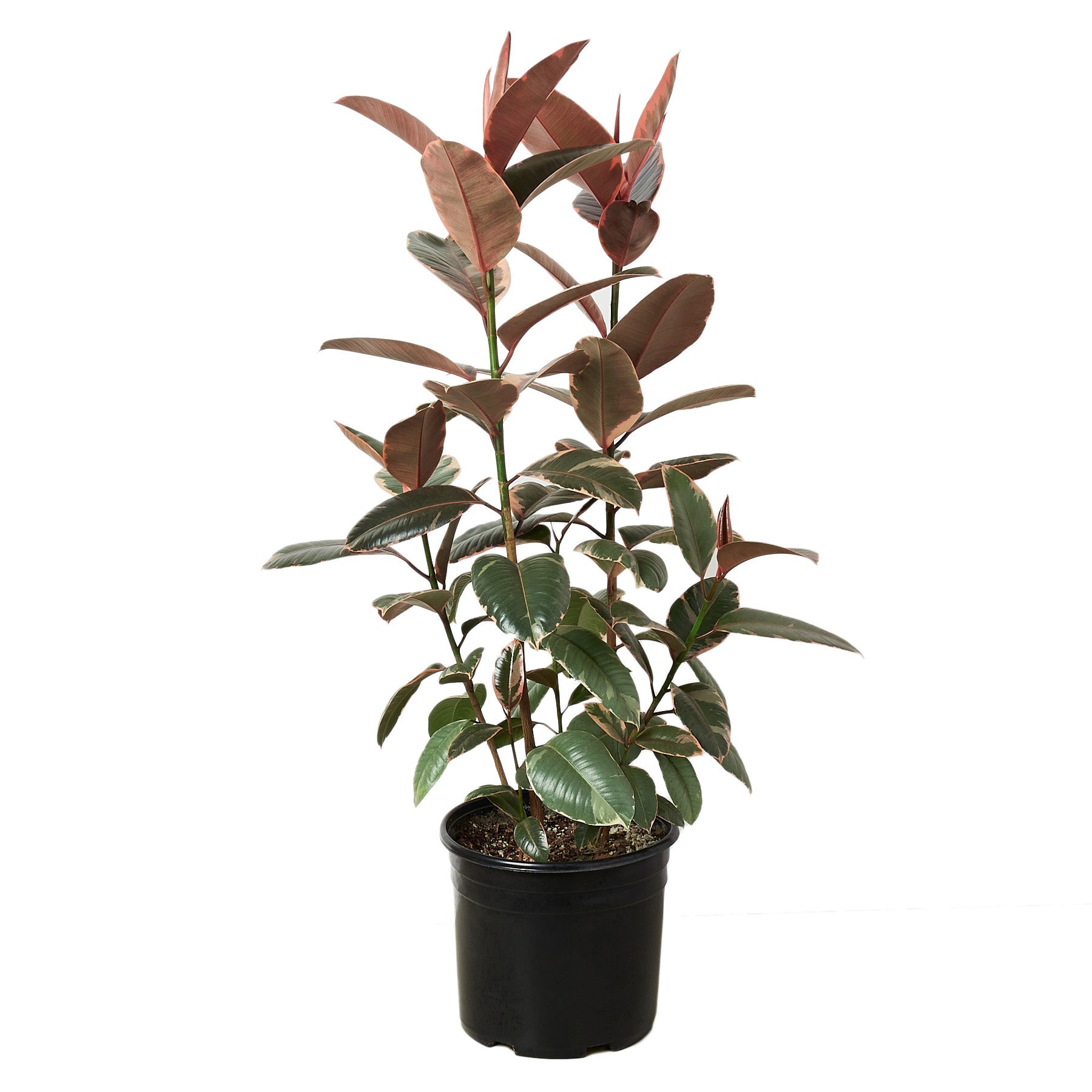 Ficus 'Ruby Pink'