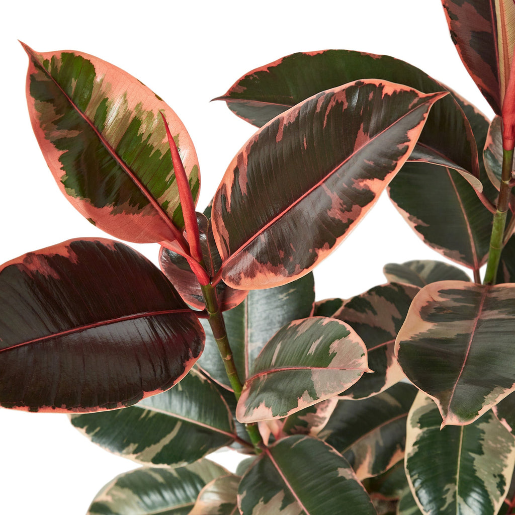 Ficus 'Ruby Pink'