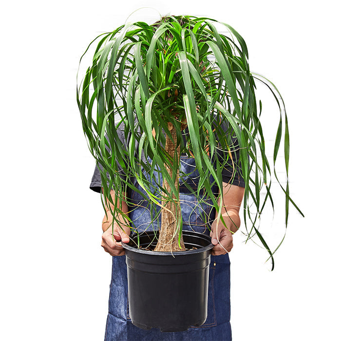 Ponytail Palm