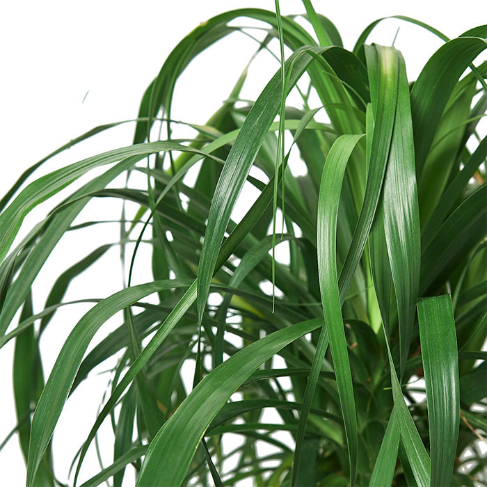 Ponytail Palm