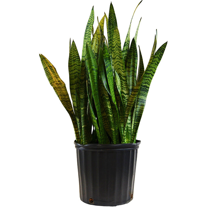 Snake Plant 'Zeylanica'