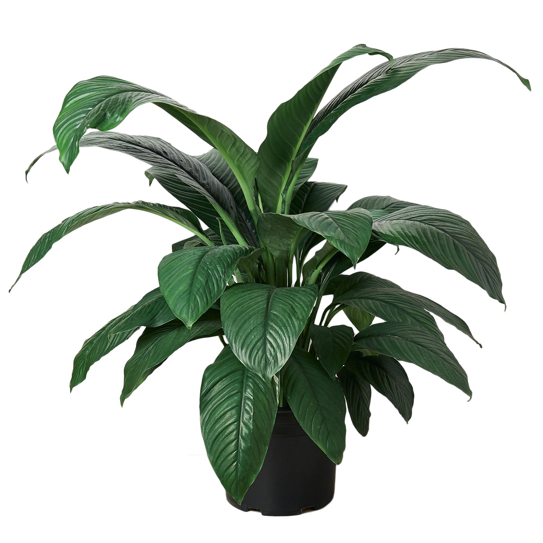 Spathiphyllum 'Green'