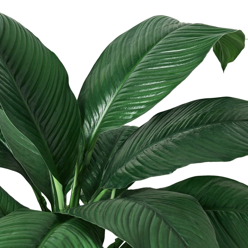 Spathiphyllum 'Green'