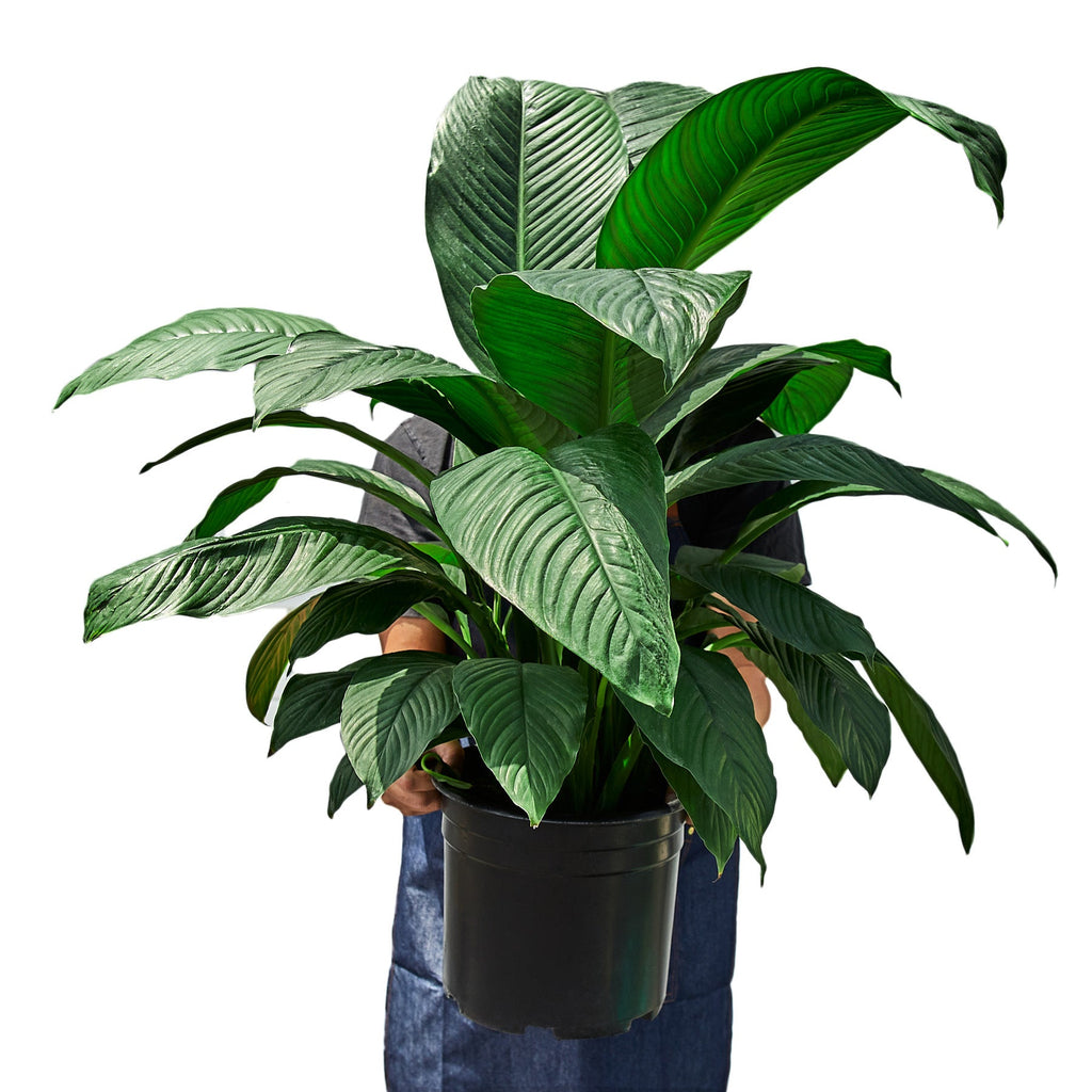 Spathiphyllum 'Green'