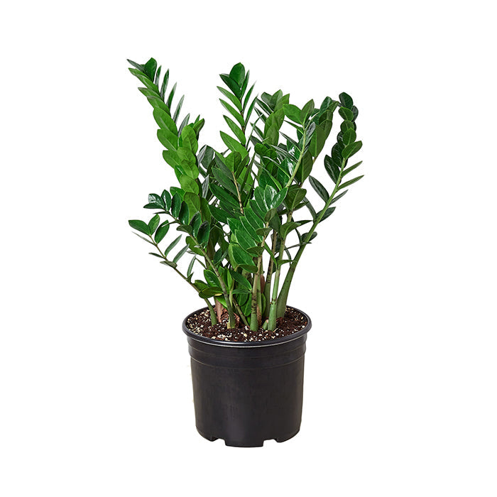 ZZ Plant