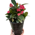 Crown of Thorns