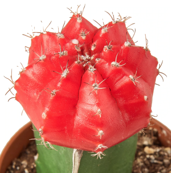 Cactus 'Graft Red'