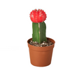 Cactus 'Graft Red'